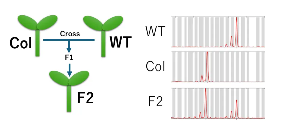 SSR analysis for crossed accession. (WT; Accession, Col;Columbia ,F2;crossed accession)