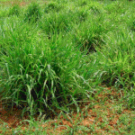 Development of plants that grow in desolated land to increase biomass production without competing with food