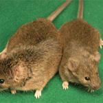 Clone mouse produced from lymphocite