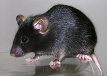 picture of mouse