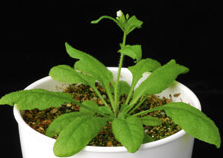 picture of Arabidopsis