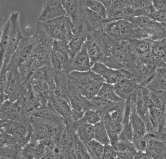 picture of Cultured cells