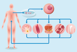 picture of iPS Cell
