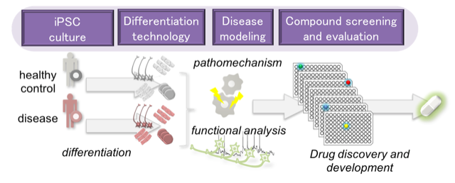 iPSC culture Differentiation technology Disease modeling Compound screening and evaluation pathomechanism healthy control disease functional analysis differentiation Drug discovery and development