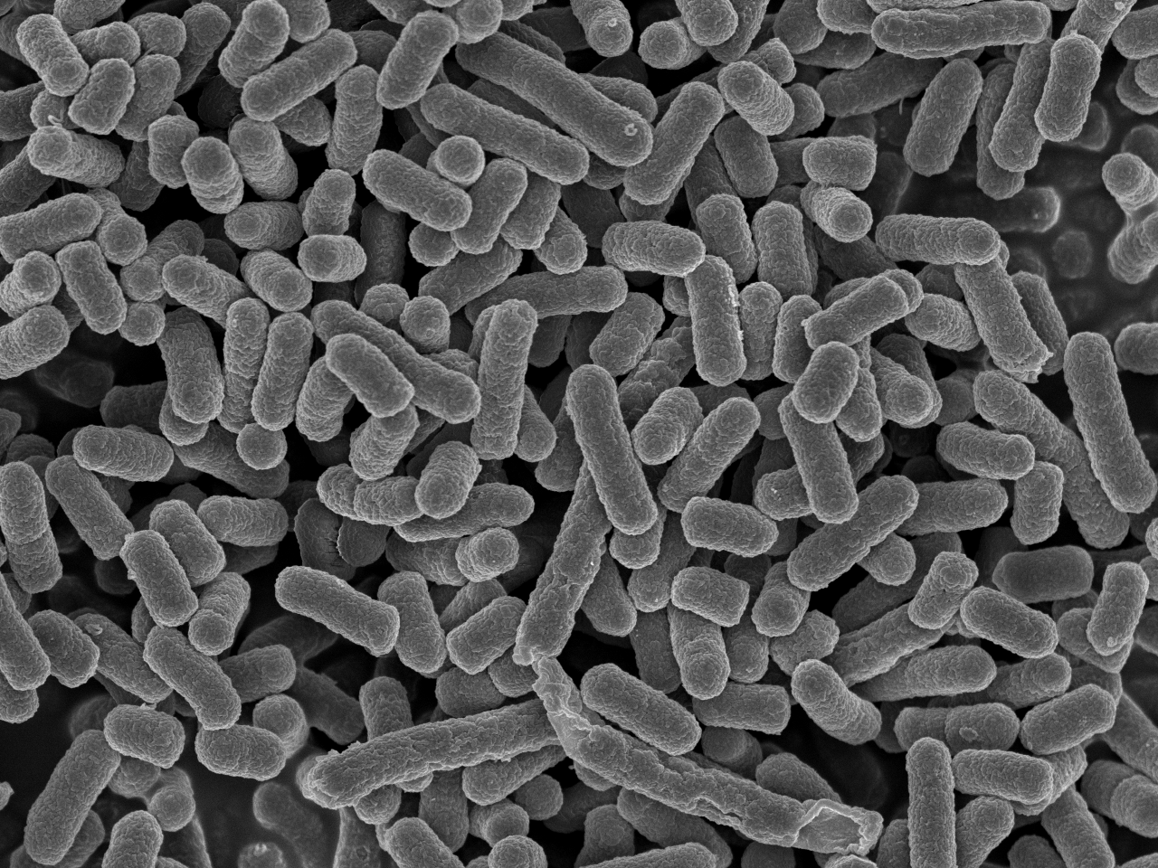 BRCのバイオリソース | 理化学研究所バイオリソース研究センター (RIKEN BRC)