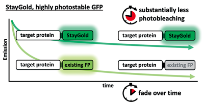 StayGold, highly photostable GFP
