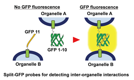 StayGold, highly photostable GFP