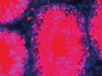 タモキシフェンを投与したDdx4em1(CreERT2)Utr とRosa26GRRのダブルノックインマウスの精巣切片