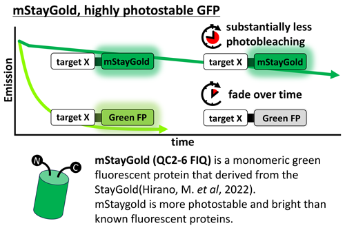 mStayGold,highly photostable GFP