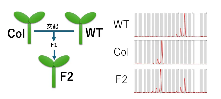 交配系統のSSRの解析の一例（WT;野生株,Col;コロンビア株,F2;交配系統）