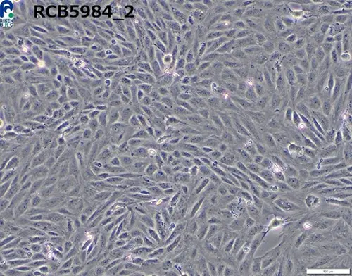 TK-ST(RCB5984) x10